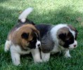 /album/galeria-de-fotos/cachorros-jpg/