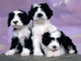 /album/galeria-de-fotos/cachorros-brancos-gif/