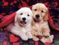 /album/galeria-de-fotos/dogs-jpg/