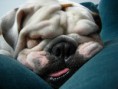 /album/galeria-de-fotos/dorme-jpg/